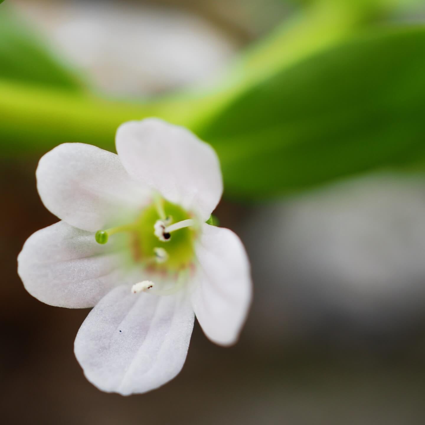 Bacopa Monnieri – seit Jahrhunderten in der ayurvedischen Tradition zur Förderung von Gedächtnis, Nerven und geistiger Klarheit genutzt; enthält bioaktive Bacoside