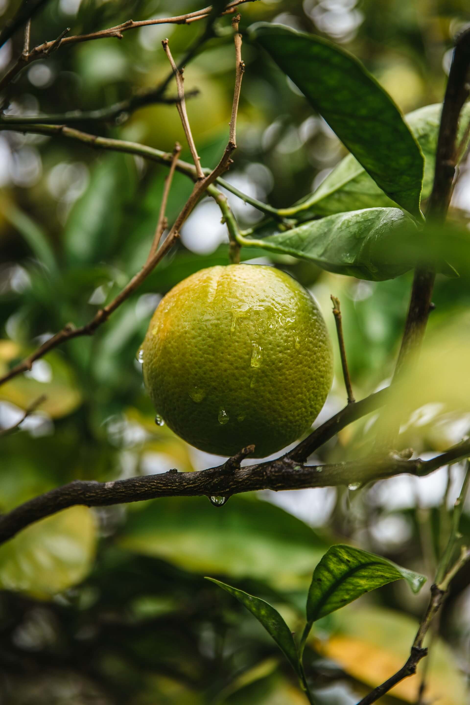 Citrus-Bioflavonoide – natürliche sekundäre Pflanzenstoffe aus Zitrusschalen; enthalten Hesperidin; werden in der Forschung hinsichtlich Gefäßfunktion, Entzündungsprozessen und Immunsystem untersucht
