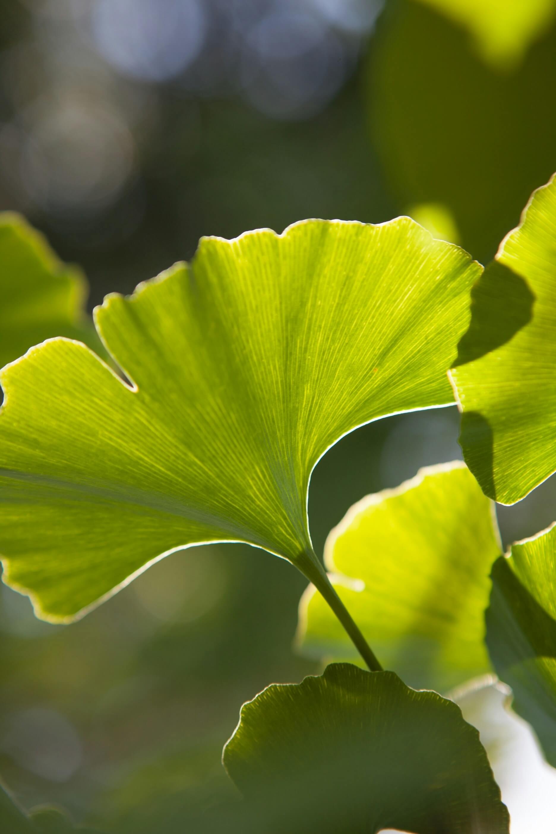 Gingko Biloba – traditionell zur Unterstützung der geistigen Vitalität genutzt; enthält besondere Flavonoide und Terpenlactone.