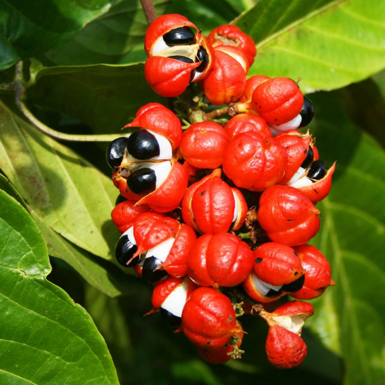 Guarana – traditionell von indigenen Völkern des Amazonas als natürliches Koffein-Tonikum geschätzt; traditionell bekannt für belebende Eigenschaften und natürlichen Koffeingehalt.