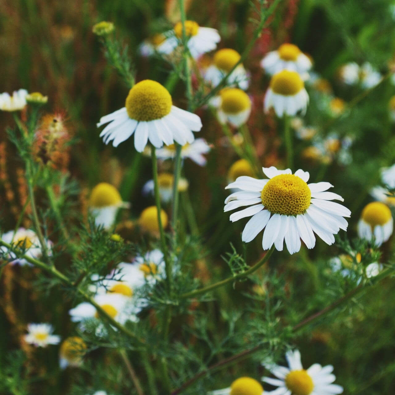Kamille – enthält ätherische Öle & Flavonoide, traditionell oft als Tee für innere Ruhe und Ausgeglichenheit verwendet