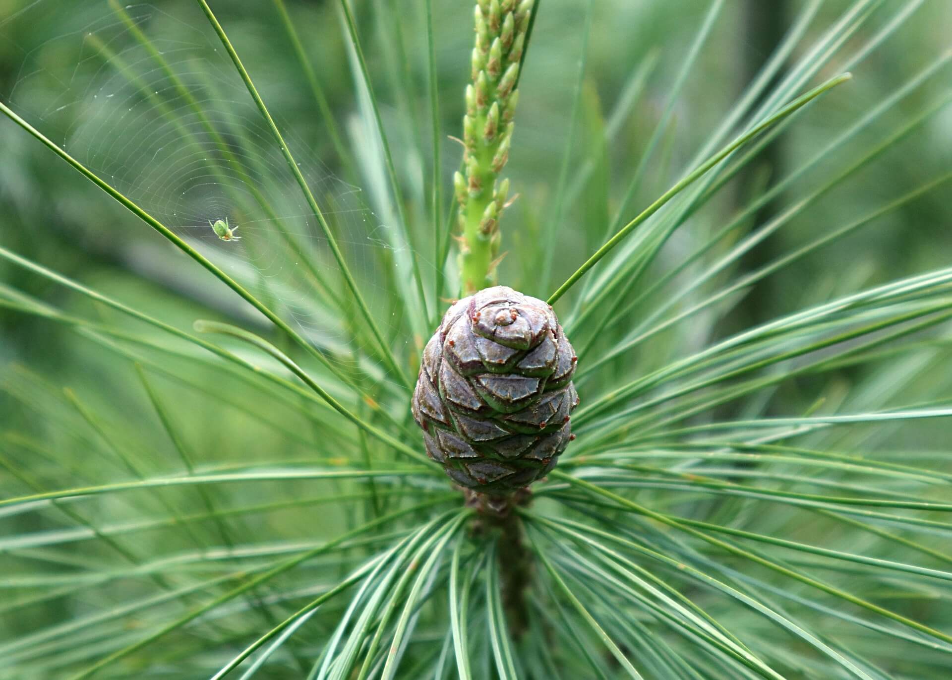 Kiefernrinde – traditionell in Ostasien verwendet; enthält Proanthocyanidine, Flavonoide, Phenolsäuren und Terpene