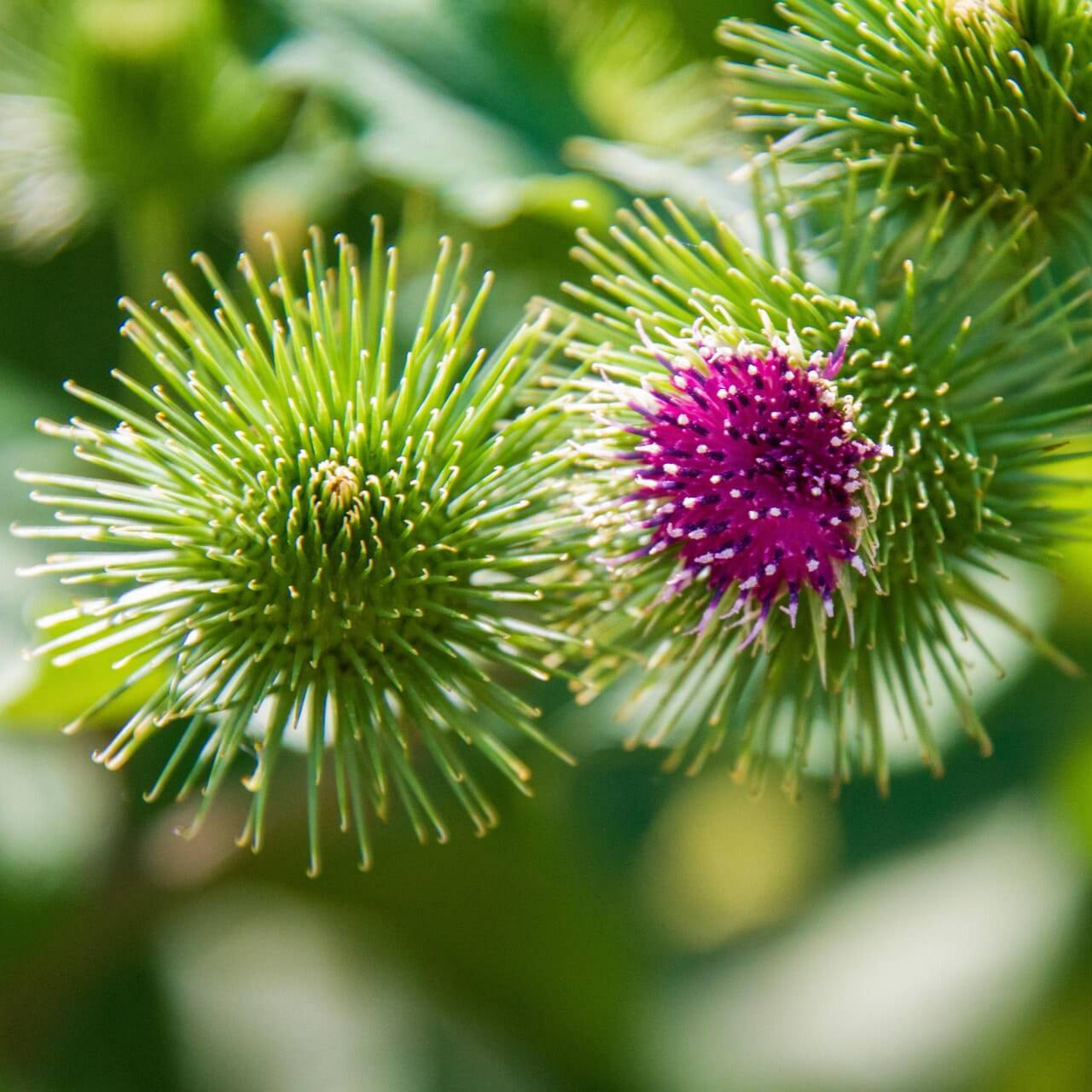 Klettenwurzel – traditionell in der europäischen Pflanzenheilkunde für Haut, Leber und Stoffwechsel verwendet; enthält Inulin, Bitterstoffe und Polyphenole