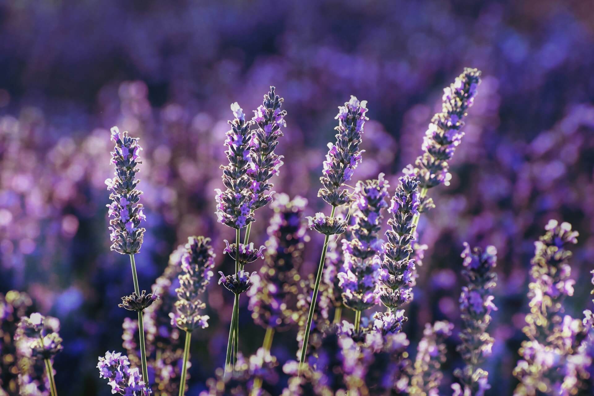 Lavendel – enthält Linalool und ätherische Öle, traditionell als pflanzliche Einschlafhilfe verwendet