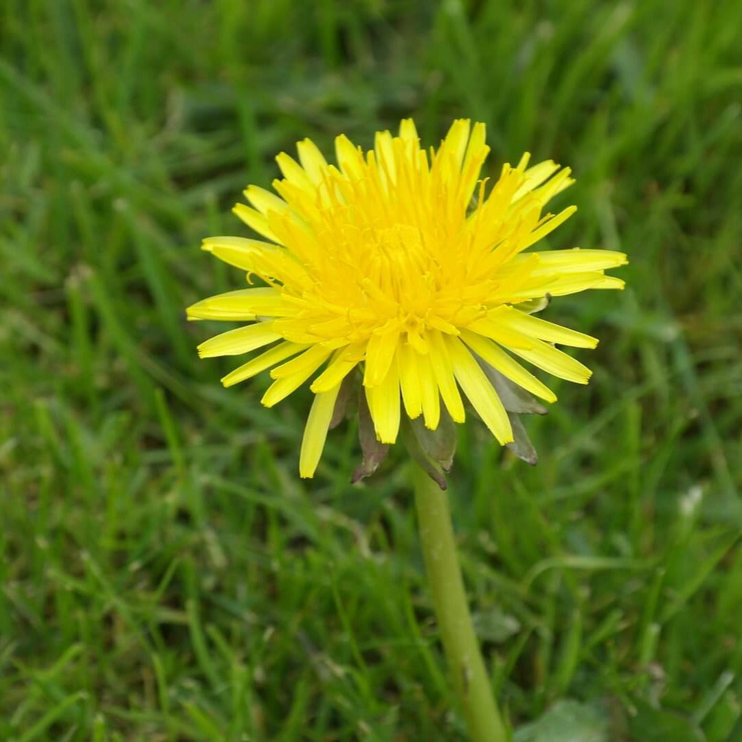 Löwenzahnwurzel – traditionell im Rahmen leberbewusster Ernährung verwendet; enthält Bitterstoffe, Triterpene und Inulin