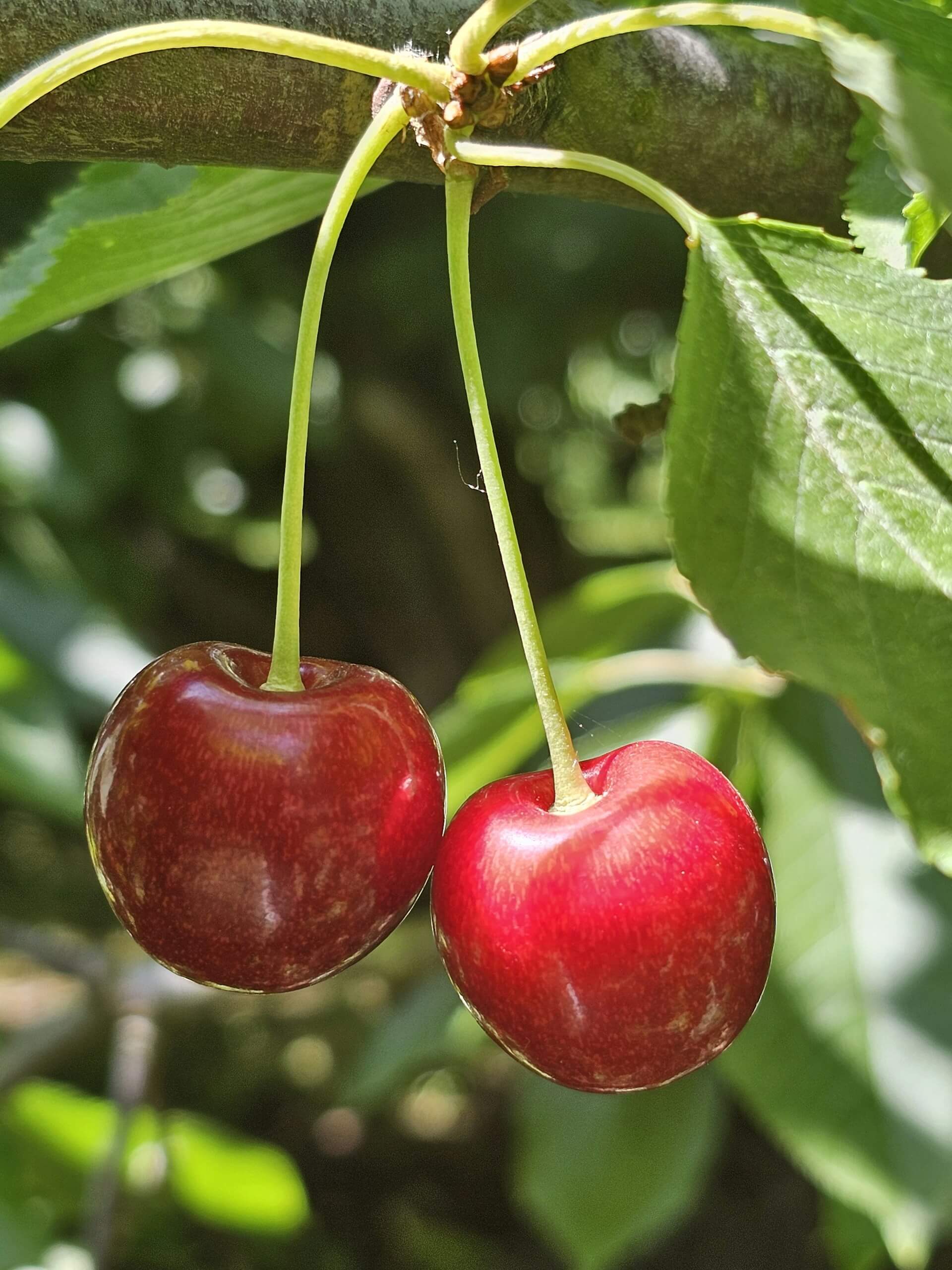 Montmorency Sauerkirsche – enthält von Natur aus Melatonin