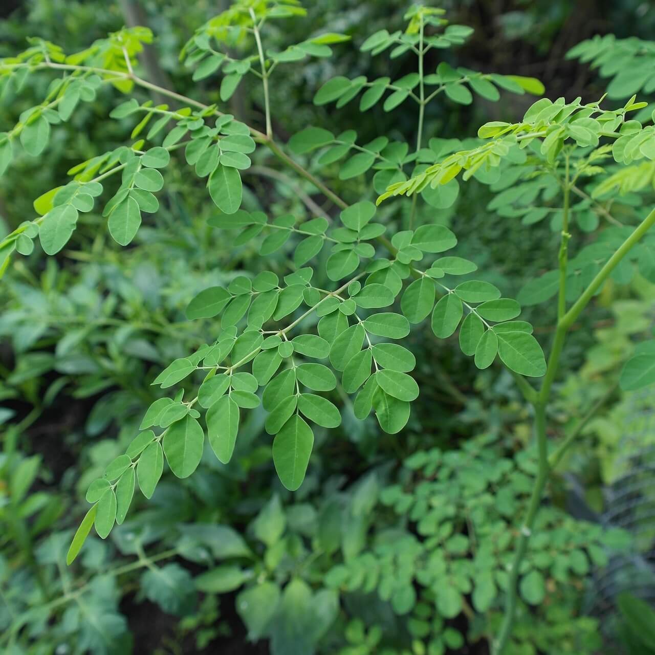 Moringa Blätter – Superfood mit Vitaminen und Mineralstoffen